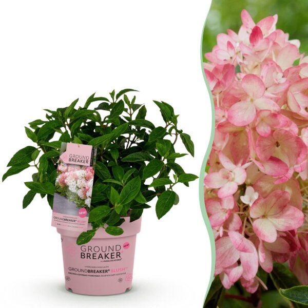 b0001970921a40128ba00623488a79772dc23ae1d1c04a3986adcaae109679aa.jpg Hydrangea panniculata Groundbreaker Blush - Hortensie - Winterhart - Rosa