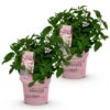 Hydrangea panniculata Groundbreaker Blush - Hortensie - Winterhart - Rosa - 2 Pflanzen