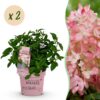 Hydrangea panniculata Groundbreaker Blush - Hortensie - Winterhart - Rosa - 2 Pflanzen