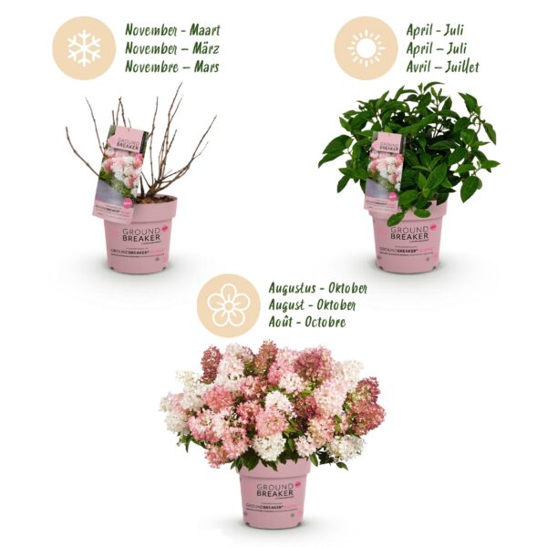 Hydrangea panniculata Groundbreaker Blush - Hortensie - Winterhart - Rosa - 2 Pflanzen