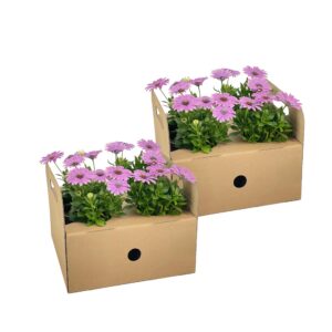 Osteospermum ecklonis rosa | 8 Stück