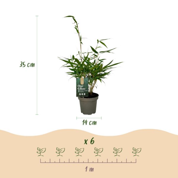 2f0fc3eae36d46589dae53e69c97e87157a8259b0e804fef8c6276239c90874f.jpg Bambus - Fargesia robusta Pingwu - Immergrün - Nicht-invasiv - Grün - 6 Pflanzen
