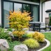 375ff0dfca1044e689bea4e539ade3539bf5c8027a6446eb87e9ead751b89034.jpg Acer palmatum Summergold - Japanischer Ahorn - Laubabwerfend - Gelb