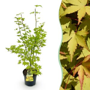 5f793ec1322e4510a4cb688add1a37e7aa35f16165cc4a7e81837e23168b7544.jpg Acer palmatum Summergold - Japanischer Ahorn - Laubabwerfend - Gelb