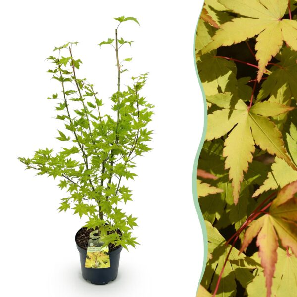 5f793ec1322e4510a4cb688add1a37e7aa35f16165cc4a7e81837e23168b7544.jpg Acer palmatum Summergold - Japanischer Ahorn - Laubabwerfend - Gelb