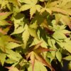 736802e7630b4c87b00b2b36df2bac154fe39227910d4275bf2f42215e622250.jpg Acer palmatum Summergold - Japanischer Ahorn - Laubabwerfend - Gelb
