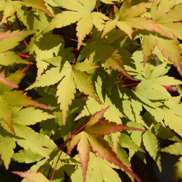 736802e7630b4c87b00b2b36df2bac154fe39227910d4275bf2f42215e622250.jpg Acer palmatum Summergold - Japanischer Ahorn - Laubabwerfend - Gelb