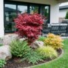 1f301155b76a45e98e4288956760a2235b1cdc6f5e8b4a44985aea2a97c036b0.jpg Acer palmatum Skeeters Broom - Japanischer Ahorn - Laubabwerfend - Rot