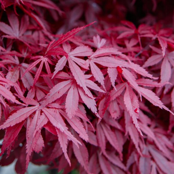 decb5e8f787349999bb4cde804ef034c90d4cf6e247b43b680c6cba8c611dbec.jpg Acer palmatum Skeeters Broom - Japanischer Ahorn - Laubabwerfend - Rot