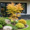 1deead98869640e3bbf728bcf83b67c1acec433b0e804c81a6b20b2774d51b7a.jpg Acer palmatum Sangokaku - Japanischer Ahorn - Laubabwerfend - Grün