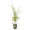 3c5df5c8b65540c9be9347477795324499ea3e01114a48019ddab5b6c4a3ee81.jpg Acer palmatum Sangokaku - Japanischer Ahorn - Laubabwerfend - Grün