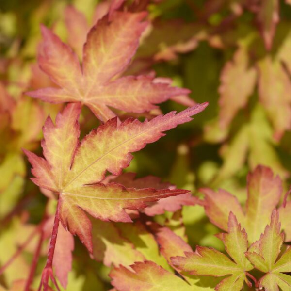 4d0cbd0f55ca4e4c8369036902aa9289d6a8cba51bdf4560b3cf5311d7152ea8.jpg Acer palmatum Sangokaku - Japanischer Ahorn - Laubabwerfend - Grün