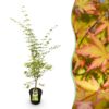 7dfc64c0649c450f94070ccecbc7256ac41613ee549f402c8ee4128d9d72501b.jpg Acer palmatum Sangokaku - Japanischer Ahorn - Laubabwerfend - Grün