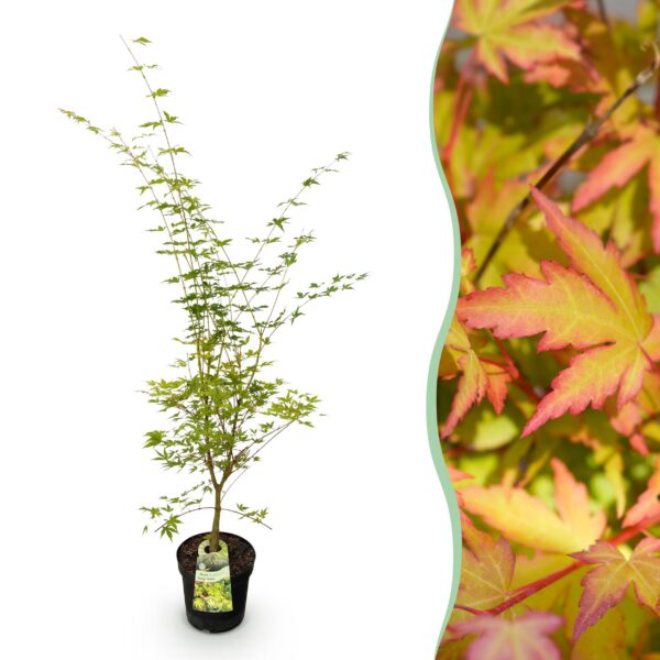 7dfc64c0649c450f94070ccecbc7256ac41613ee549f402c8ee4128d9d72501b.jpg Acer palmatum Sangokaku - Japanischer Ahorn - Laubabwerfend - Grün