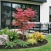 4c7c5f03a3ff49328c971c0f62f000a1bba37580e0bc4fd194938b19a04add06.jpg Acer palmatum Phoenix - Japanischer Ahorn - Laubabwerfend - Grün - Rot