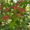 58b8cc70c51c4327b743676126b8f1def866237a1ed1458e9410a7d13d86d847.jpg Acer palmatum Phoenix - Japanischer Ahorn - Laubabwerfend - Grün - Rot