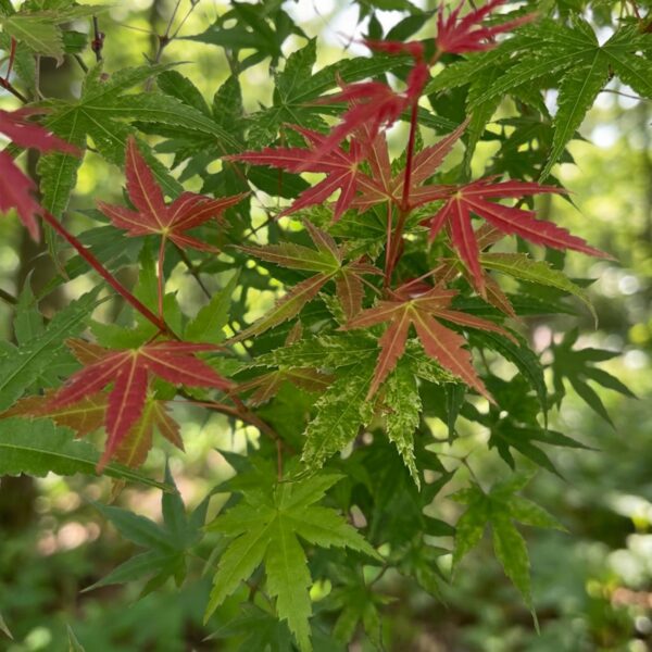 58b8cc70c51c4327b743676126b8f1def866237a1ed1458e9410a7d13d86d847.jpg Acer palmatum Phoenix - Japanischer Ahorn - Laubabwerfend - Grün - Rot