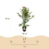 e84dcd10e44e4504908d35291c89d32d6a96fda61334483997e432365a145eb5.jpg Acer palmatum Phoenix - Japanischer Ahorn - Laubabwerfend - Grün - Rot