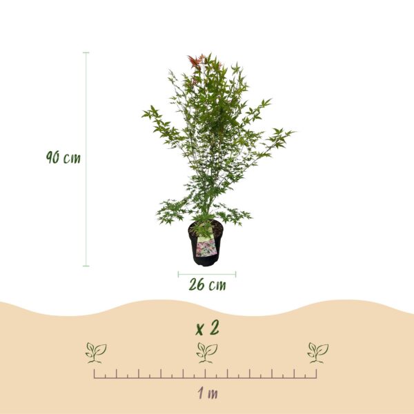 e84dcd10e44e4504908d35291c89d32d6a96fda61334483997e432365a145eb5.jpg Acer palmatum Phoenix - Japanischer Ahorn - Laubabwerfend - Grün - Rot