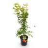 Acer palmatum Orange Dream - Japanischer Ahorn - Laubabwerfend - Orange
