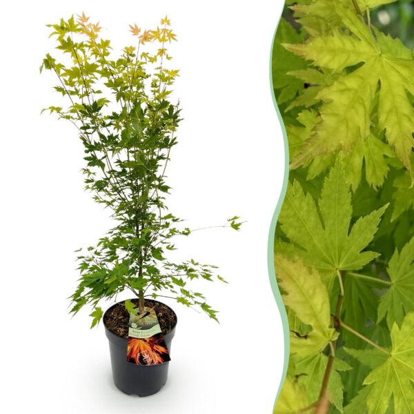 Acer palmatum Orange Dream - Japanischer Ahorn - Laubabwerfend - Orange