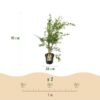 4d26c7eec7d74408a326f4fa51190be998aad6d3220e412d8e99cfc06a449f5e.jpg Acer palmatum Methamorphosa - Japanischer Ahorn - Laubabwerfend - Grün - Orange