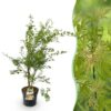 62303f994e494447b3a0cee4e813a0fc36f11a0433f84fdca6843ec3ad9e29e2.jpg Acer palmatum Methamorphosa - Japanischer Ahorn - Laubabwerfend - Grün - Orange