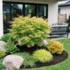e91f8229c35241c6a7da5b566ab7c13f35758753f58f4d24847d263e82789cd8.jpg Acer palmatum Methamorphosa - Japanischer Ahorn - Laubabwerfend - Grün - Orange