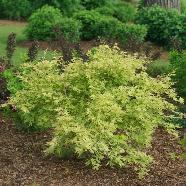 ea818e7775c34a359ed32a425c644674b2655bf83dcb4f9e8282d3ca8da3779a.jpg Acer palmatum Methamorphosa - Japanischer Ahorn - Laubabwerfend - Grün - Orange