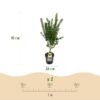 675ef2ce784f4105bc14194d95f25851183f407f7f334c3da081671b7c2352b6.jpg Acer palmatum Koto Hime - Japanischer Ahorn - Laubabwerfend - Grün