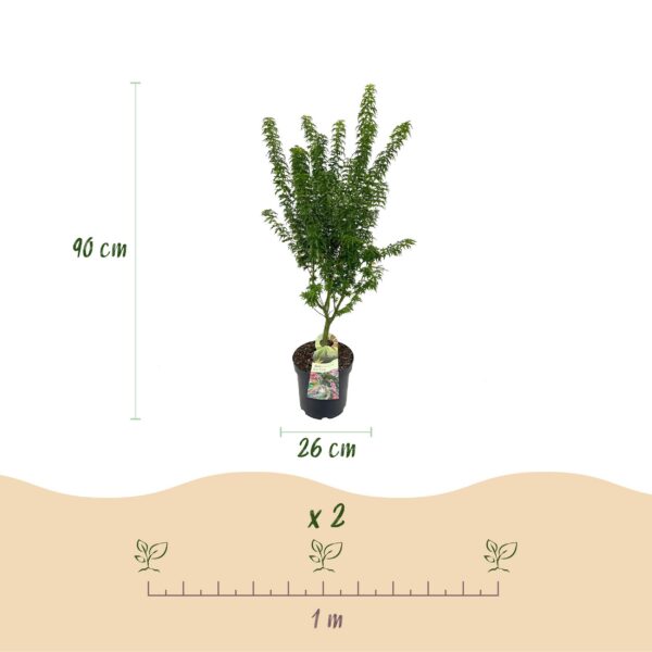 675ef2ce784f4105bc14194d95f25851183f407f7f334c3da081671b7c2352b6.jpg Acer palmatum Koto Hime - Japanischer Ahorn - Laubabwerfend - Grün