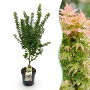 67dc54195e0d47548db16a7ff2d36cddbcd211af13df4ab9aa7480763eab3461.jpg Acer palmatum Koto Hime - Japanischer Ahorn - Laubabwerfend - Grün