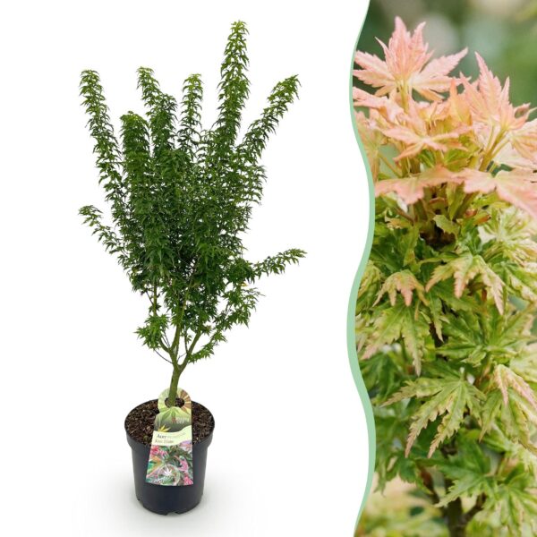 67dc54195e0d47548db16a7ff2d36cddbcd211af13df4ab9aa7480763eab3461.jpg Acer palmatum Koto Hime - Japanischer Ahorn - Laubabwerfend - Grün