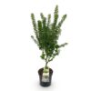 6f1c89c0262e4e8ea1ba59669514b8653c5a72321eec434a9c1e77af2675b95a.jpg Acer palmatum Koto Hime - Japanischer Ahorn - Laubabwerfend - Grün