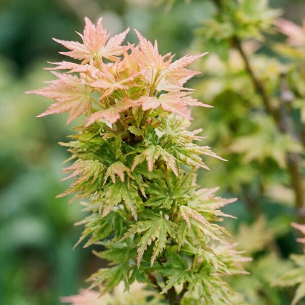 8cc63a52b07549a78da20c929e14536380f4d203f5eb40a98bb0542766d68e11.jpg Acer palmatum Koto Hime - Japanischer Ahorn - Laubabwerfend - Grün