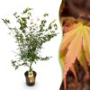 19aa4f144f7b41c093f5d361768487fd029d7190686a4a0a84f83b093748f70e.jpg Acer palmatum Katsura - Japanischer Ahorn - Laubabwerfend - Grün