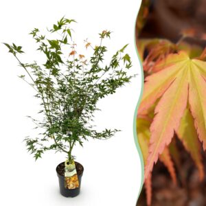 19aa4f144f7b41c093f5d361768487fd029d7190686a4a0a84f83b093748f70e.jpg Acer palmatum Katsura - Japanischer Ahorn - Laubabwerfend - Grün