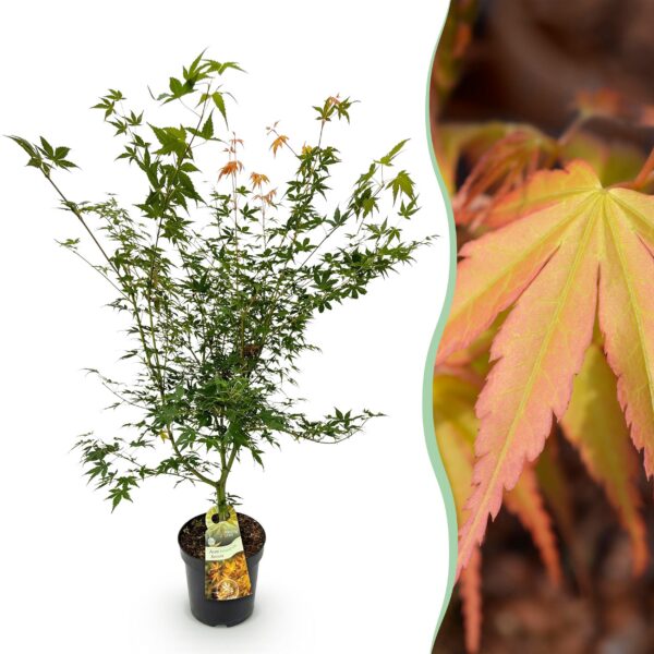 19aa4f144f7b41c093f5d361768487fd029d7190686a4a0a84f83b093748f70e.jpg Acer palmatum Katsura - Japanischer Ahorn - Laubabwerfend - Grün
