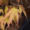 3d432ba2c6854d98861b88c091ea7a835ecf6b196a794a9391ca413448fc3d69.jpg Acer palmatum Katsura - Japanischer Ahorn - Laubabwerfend - Grün