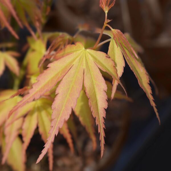 3d432ba2c6854d98861b88c091ea7a835ecf6b196a794a9391ca413448fc3d69.jpg Acer palmatum Katsura - Japanischer Ahorn - Laubabwerfend - Grün