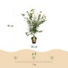 fe25ef48384e42abb87a1d92976ebca60077a178f64b41d5abac5d36fbb73c0a.jpg Acer palmatum Katsura - Japanischer Ahorn - Laubabwerfend - Grün