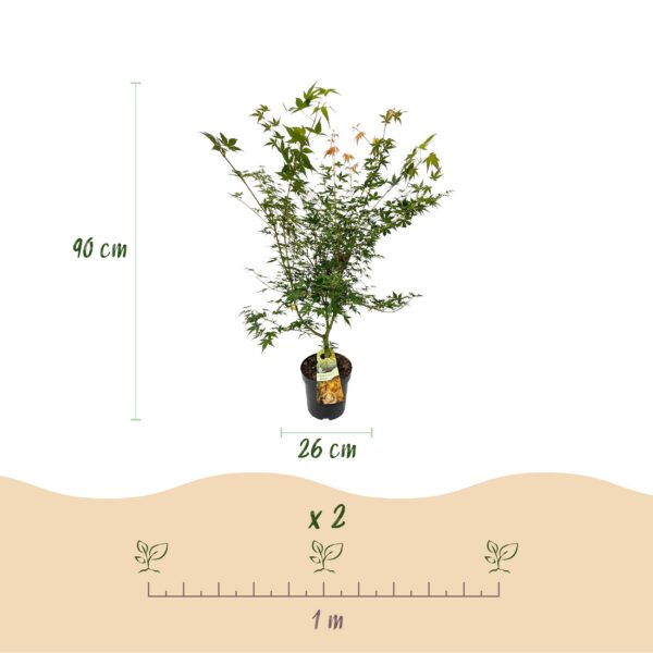 fe25ef48384e42abb87a1d92976ebca60077a178f64b41d5abac5d36fbb73c0a.jpg Acer palmatum Katsura - Japanischer Ahorn - Laubabwerfend - Grün