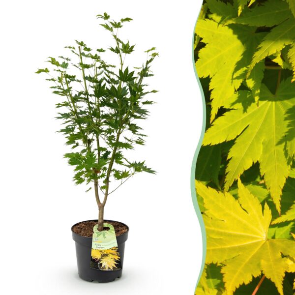 9459e514672742b58f3efb30a308f0f9277c4c16a9c34193b542912d09c1edfd.jpg Acer palmatum Jordan - Japanischer Ahorn - Laubabwerfend - Gelb