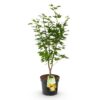 b5e72f3b691f4b8b9cd9c3d6a60bbe9902d963e361e14bc197f0b72eccc49f58.jpg Acer palmatum Jordan - Japanischer Ahorn - Laubabwerfend - Gelb