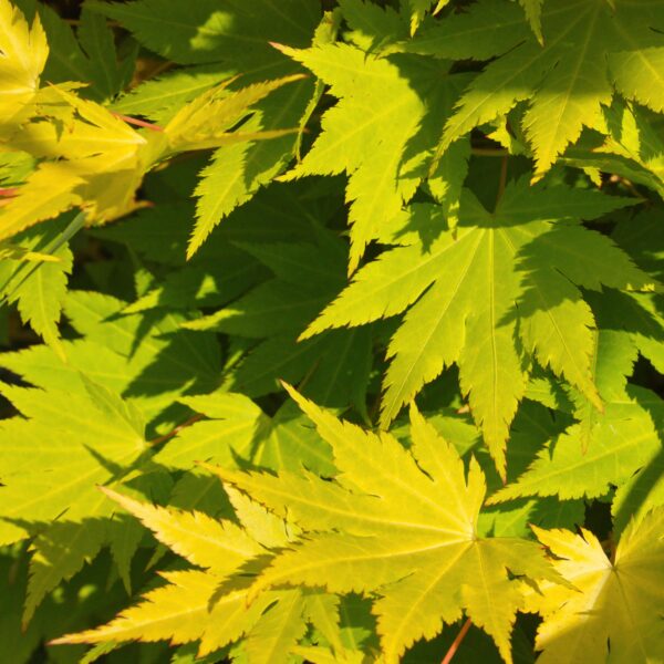 fae26bab59704226b3605d849d1a5f6a372773d4407a421f9793e68540b4cfe8.jpg Acer palmatum Jordan - Japanischer Ahorn - Laubabwerfend - Gelb
