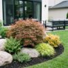 008c1400942f4cea85679312d6d9da3e8c84878e2b6d44978f667164f6fe0f37.jpg Acer palmatum Jerre Swarts - Japanischer Ahorn - Laubabwerfend - Orange-Rot