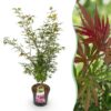 6505b1c82fb244f18d9c038f5d314fb9b829fe95ae554c4888ef4c24467233d9.jpg Acer palmatum Jerre Swarts - Japanischer Ahorn - Laubabwerfend - Orange-Rot
