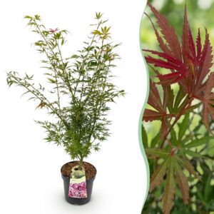 6505b1c82fb244f18d9c038f5d314fb9b829fe95ae554c4888ef4c24467233d9.jpg Acer palmatum Jerre Swarts - Japanischer Ahorn - Laubabwerfend - Orange-Rot