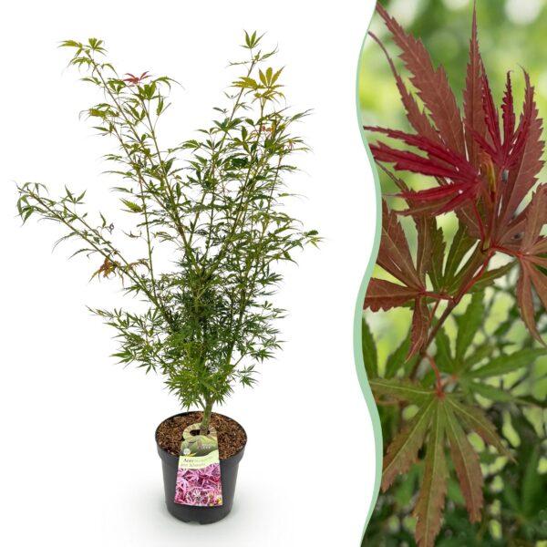 6505b1c82fb244f18d9c038f5d314fb9b829fe95ae554c4888ef4c24467233d9.jpg Acer palmatum Jerre Swarts - Japanischer Ahorn - Laubabwerfend - Orange-Rot