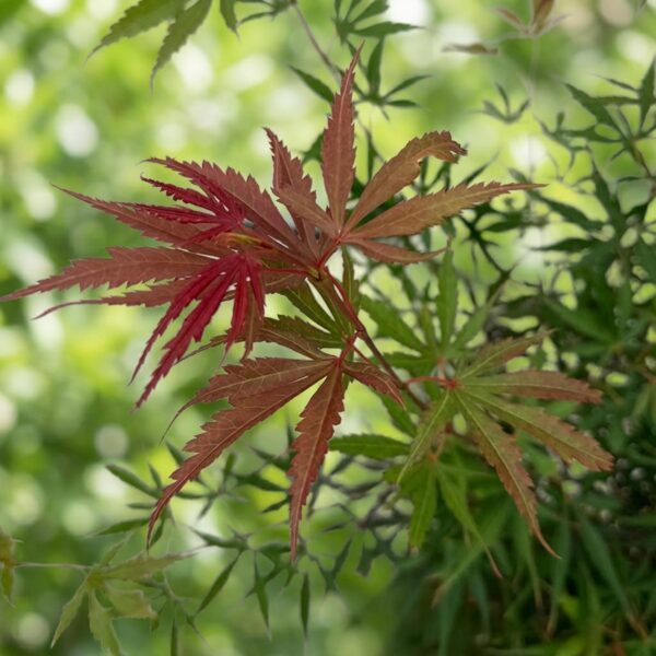 bfc3c386768f48169645a533daaaa85c8486c3cbb3c945a58377f8a30f63ad27.jpg Acer palmatum Jerre Swarts - Japanischer Ahorn - Laubabwerfend - Orange-Rot